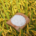 Low-protein rice - 图片 5